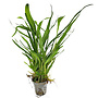 Microsorum pteropus (Javavaren)
