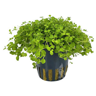 Micranthemum monte carlo