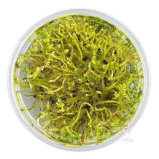 Vesicularia sp. Creeping Moss, INVITRO bakje (PlantExpress)