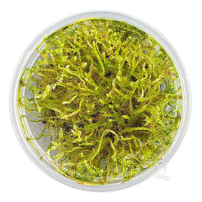 Vesicularia sp. Creeping Moss, INVITRO bakje (PlantExpress)