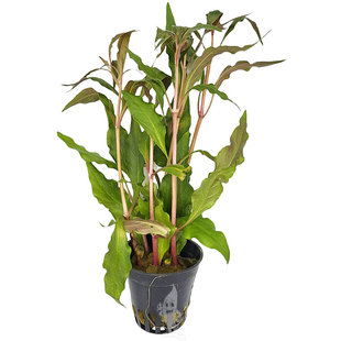 Alternanthera cardinalis