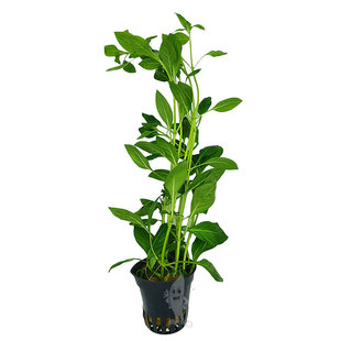 Ludwigia Palustris Green