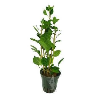 Ludwigia Palustris Red