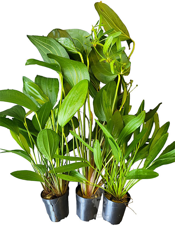 venta de Echinodorus grisebachii 'Bleherae' tropica