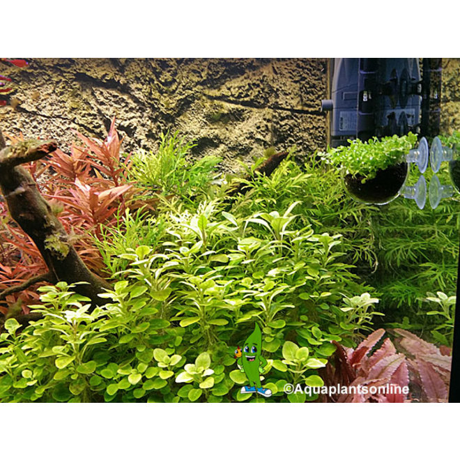 Superfish Scapers Plant Pot klein