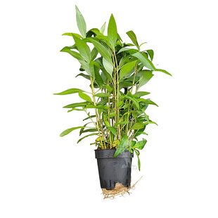 Hygrophila siamensis, moederplant