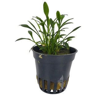 Cryptocoryne parva