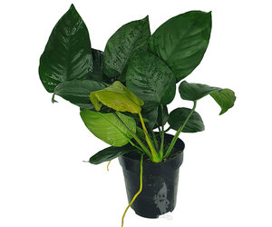 Getand klauw span Anubias barteri, moederplant - Aquaplantsonline voor al uw aquariumplanten  en producten