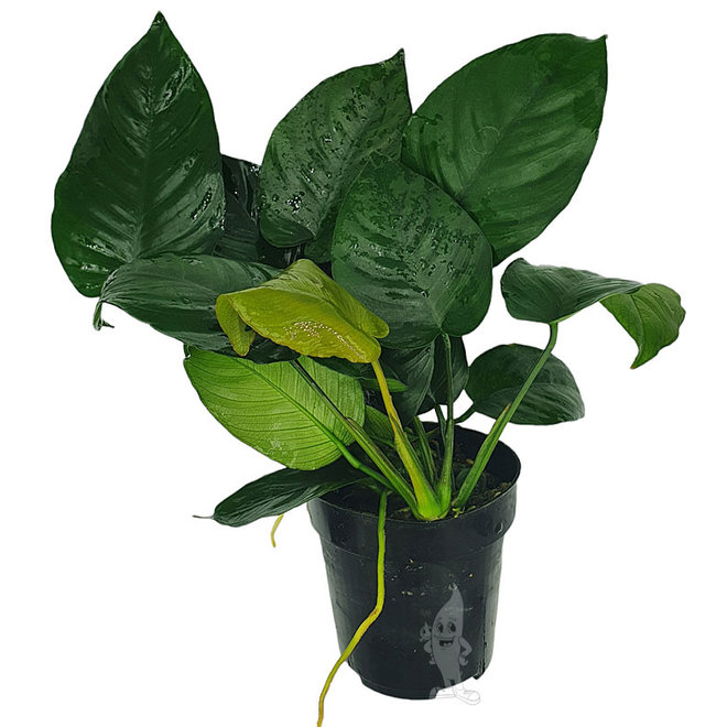 Anubias barteri, moederplant