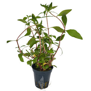 Alternanthera reineckii "Pink"