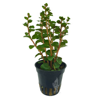 Rotala Yao Yai