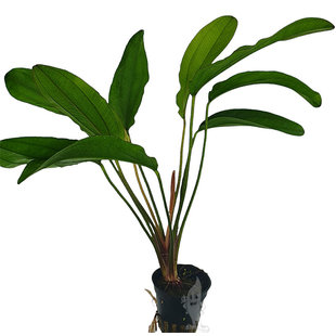 Echinodorus red diamond