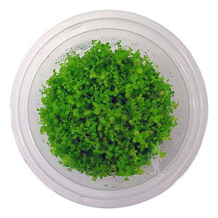 Hemianthus Callitrichoides ''Cuba'', INVITRO bakje (PlantExpress)