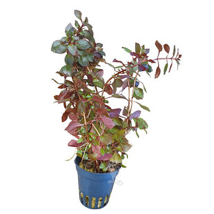 Ludwigia sp. mini super red
