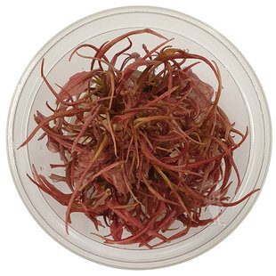 Cryptocoryne sp. Flamingo, INVITRO bakje (PlantExpress)