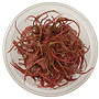 Cryptocoryne sp. Flamingo, INVITRO bakje (PlantExpress)