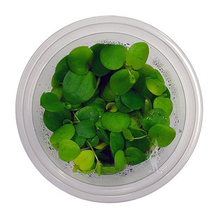 Limnobium laevigatum (Amazone Kikkerbeet), INVITRO bakje (PlantExpress)