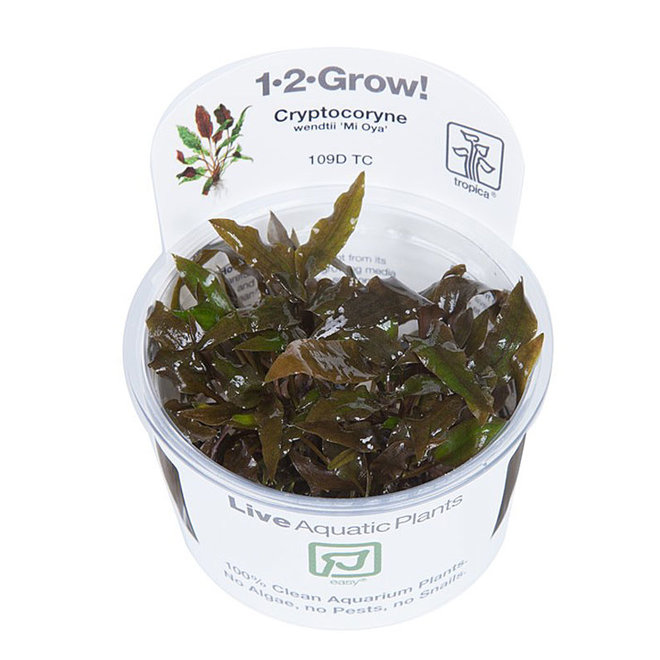 Cryptocoryne wendtii Mi Oya, INVITRO bakje (PlantExpress)