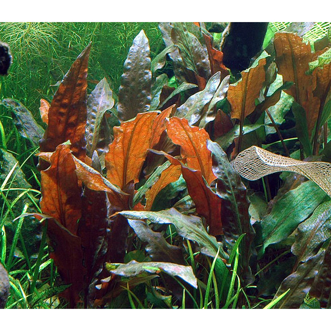 Cryptocoryne wendtii Mi Oya, INVITRO bakje (PlantExpress)