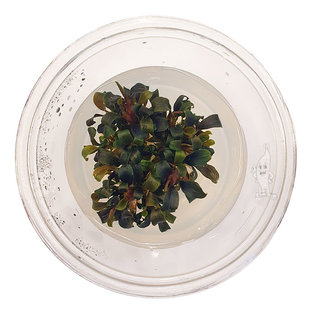 Bucephalandra Brownie Purple, INVITRO bakje (PlantExpress)