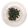 Bucephalandra Brownie Purple, INVITRO bakje (PlantExpress)