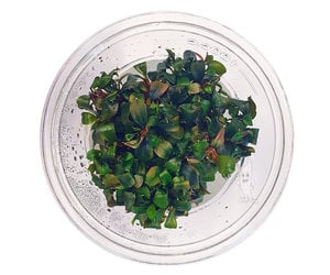 Bucephalandra sp. Batang Kawa, invitro bakje - Aquaplantsonline