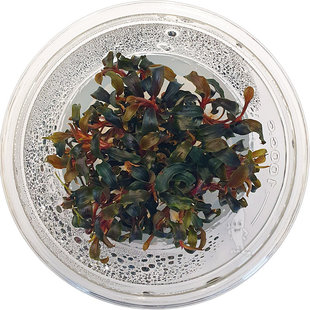 Bucephalandra Kedagang, INVITRO bakje (PlantExpress)