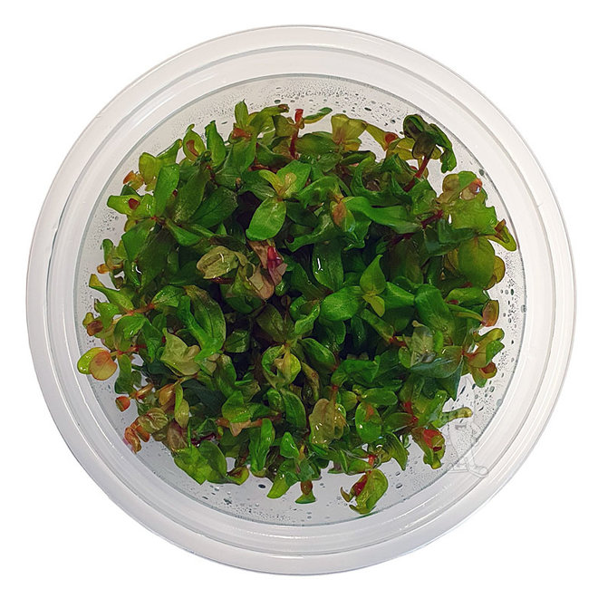 Rotala macrandra, INVITRO bakje (PlantExpress)