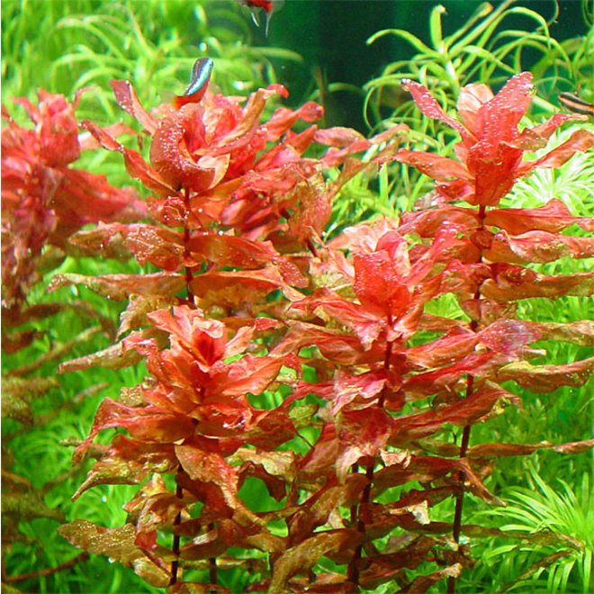 Rotala macrandra, INVITRO bakje (PlantExpress)