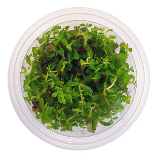 Rotala sp. Yao Yai, INVITRO bakje (PlantExpress)