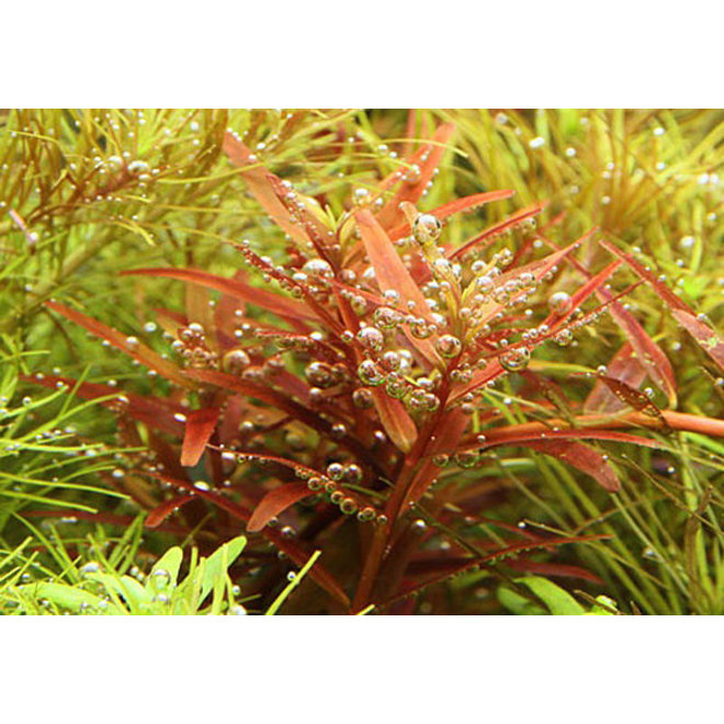 Rotala sp. Yao Yai, INVITRO bakje (PlantExpress)