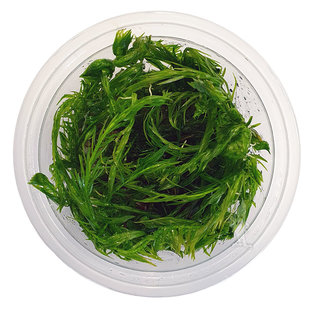 Mayaca Fluviatilis, INVITRO bakje (PlantExpress)
