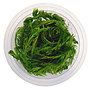 Mayaca Fluviatilis, INVITRO bakje (PlantExpress)