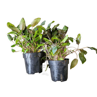 Cryptocoryne moederplant kwekerij keuze