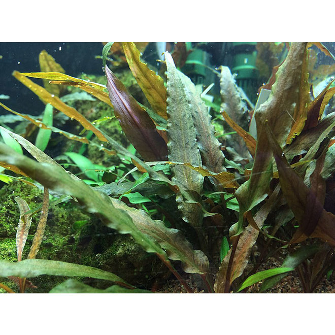 Cryptocoryne undulatus "Red", INVITRO bakje (PlantExpress)