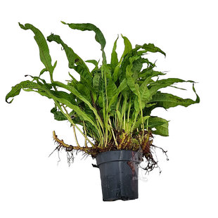 Microsorum pteropus latifolia, moederplant
