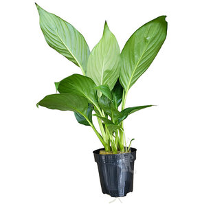 Spatiphyllum Wallissi, moederplant (Terrarium)