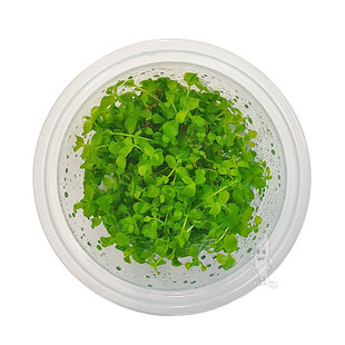 Micranthemum Monte Carlo, INVITRO bakje (PlantExpress)