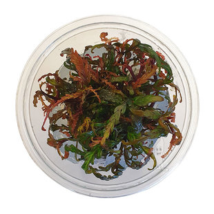Hygrophila pinnatifida, INVITRO bakje (PlantExpress)