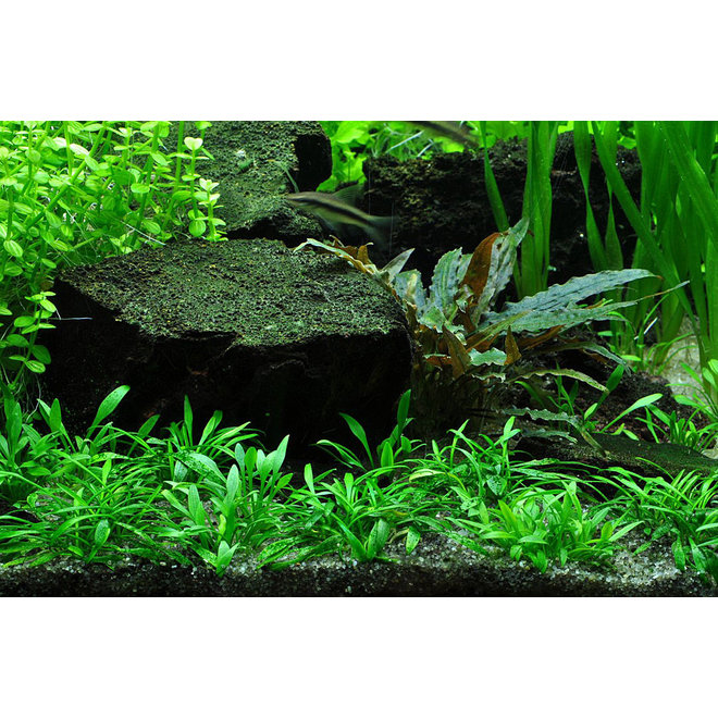 Cryptocoryne parva, INVITRO bakje (PlantExpress)