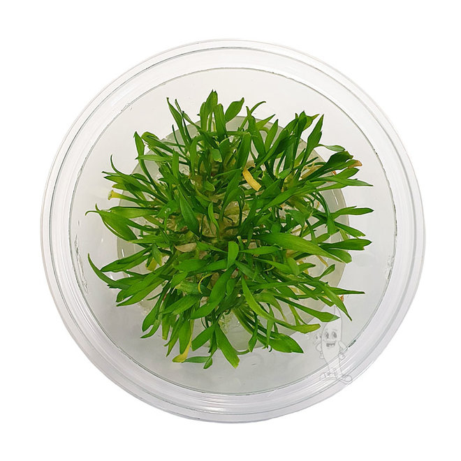 Cryptocoryne parva, INVITRO bakje (PlantExpress)