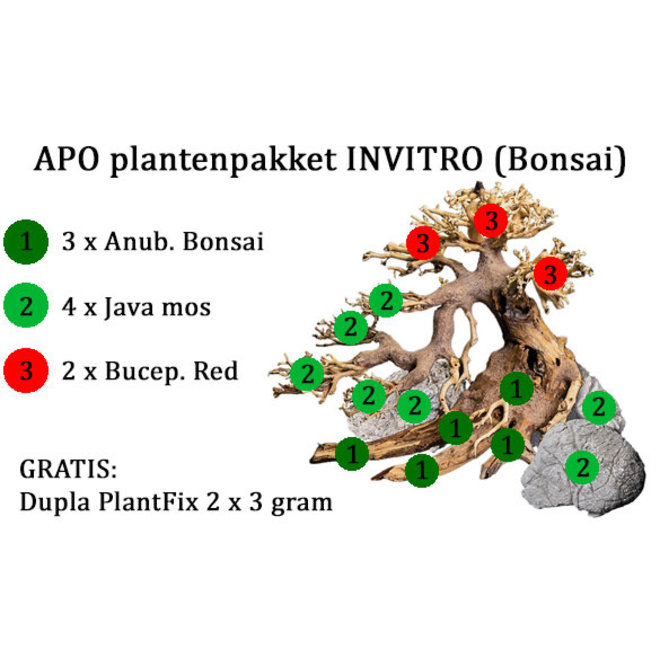 APO plantenpakket INVITRO (Bonsai) + GRATIS lijm (PlantExpress)
