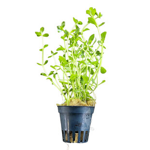 Bacopa crenata (monnierii)