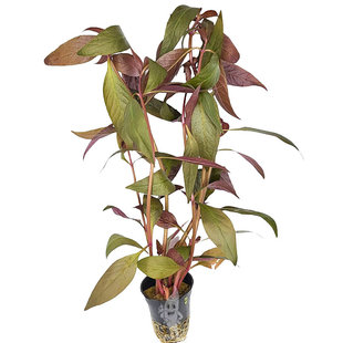 Alternanthera lilacina