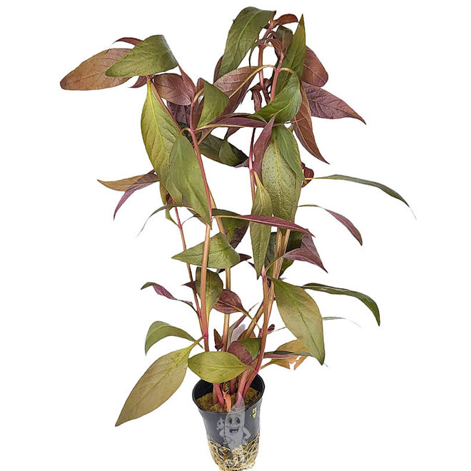 Alternanthera lilacina