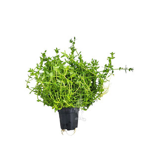 Gratiola viscidula, moederplant