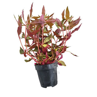 Alternanthera rosanervig, moederplant