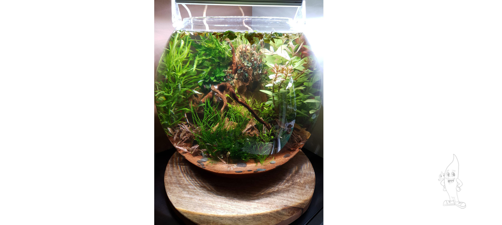 No filter aquarium voor al uw aquariumplanten en