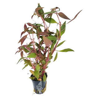 Alternanthera rosaefolia
