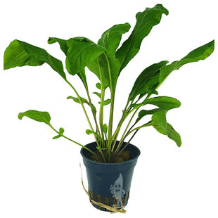 Armoracia Aquatica (Rorippa aquatica)